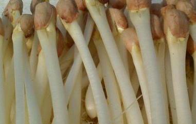 花生苗怎么处理再吃（花生苗怎么处理再吃最好）