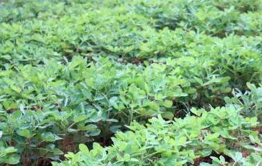 干花生苗的功效与作用（干花生苗的功效与作用及禁忌）