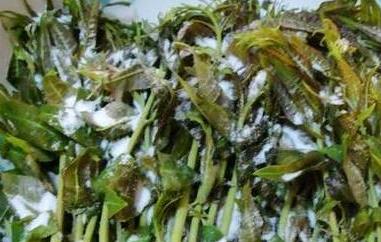 香椿的腌制和保存方法 香椿的腌制和保存方法图片