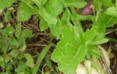 蔓菁叶的功效及副作用（蔓菁叶的功效及副作用禁忌）