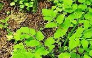 毒芹菜和野芹菜的区别 毒芹菜和野芹菜的区别是什么