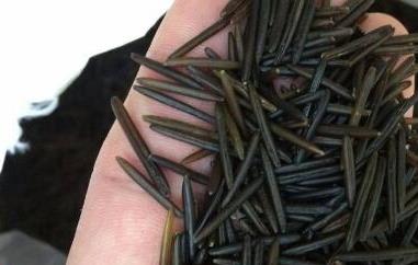 野米怎么吃（苏必利尔野米怎么吃）