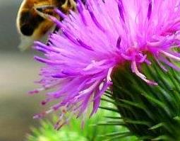 紫色蒲公英的功效与作用（紫色蒲公英的功效与作用禁忌）