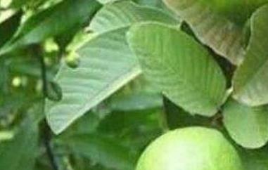 石榴叶泡水的功效与作用（番石榴叶泡水的功效与作用）