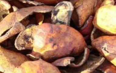 炒石榴皮的功效与作用（炒石榴皮的功效与作用图片）