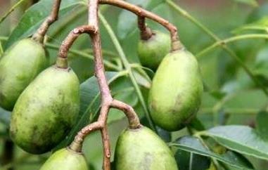 槟榔果的药用价值与药用功效（槟榔果有什么药用价值）