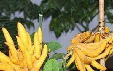 佛手柑油的功效与作用 佛手柑油的功效与作用及禁忌