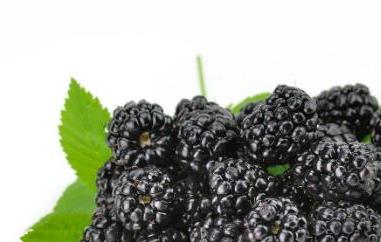 女人吃桑葚的禁忌 女人吃桑葚的禁忌请问一下高血压属不属于传染病呢