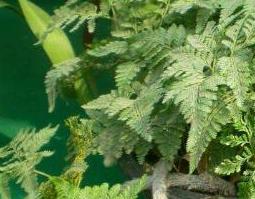 狼尾蕨的功效与作用 狼尾蕨的功效与作用图片