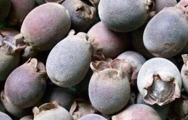 豆念果的功效和作用（豆念果的功效和作用及禁忌）