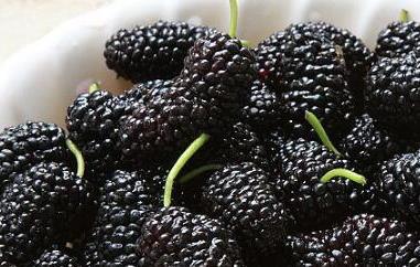 桑葚能多吃吗 桑葚能多吃吗孕妇