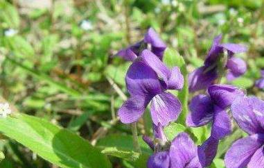 苦菜根茶的制作方法 苦菜根茶的制作方法步骤
