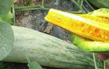 为什么吃羊角蜜拉肚子 吃羊角蜜瓜拉肚子