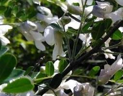 狼牙花的功效与作用 狼牙刺花的功效