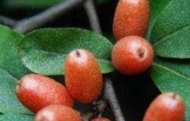 神秘果有什么害处 神秘果有害处吗