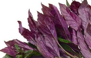 紫木耳菜的功效与作用 紫色木耳菜的功效与作用
