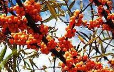 沙棘籽怎么吃（沙棘籽怎么吃效果最好）