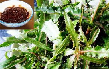 曲麻菜的功效与作用及禁忌 曲麻菜的功效与作用及禁忌那个月生长的曲麻菜不能吃