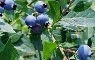 蓝莓叶的作用与功效（蓝莓叶的功效与作用点）