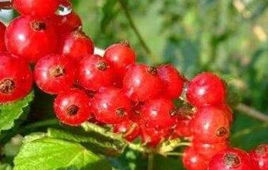 红加仑的功效与作用 红加仑的营养价值