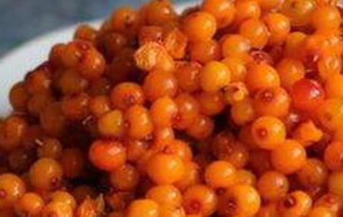 沙棘果对女人的功效与作用（沙棘对女性的功效与作用）