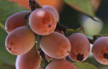 小柿子软枣的功效与作用 软枣是不是小柿子