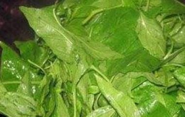 吃辣椒叶的好处有哪些 吃辣椒叶的好处有哪些作用