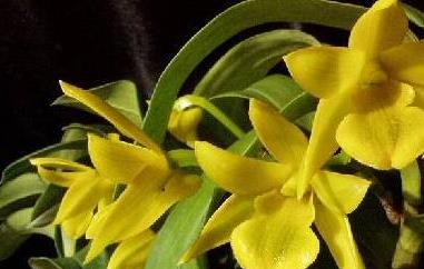 翅梗石斛的功效与作用 翅梗石斛图片