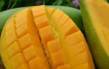 金煌芒与小台芒有什么区别 金煌芒与小台芒有什么区别图片