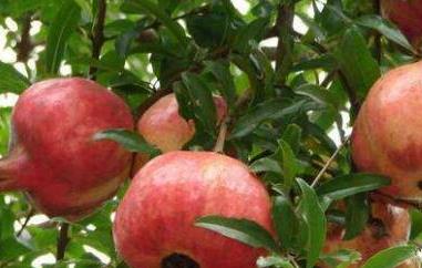 甜石榴的功效与作用与禁忌 甜石榴的功效与作用与禁忌症