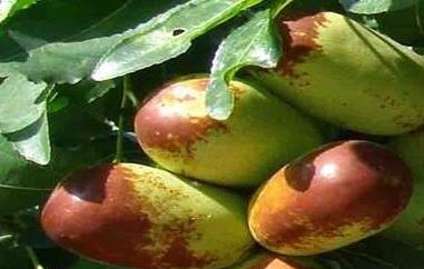 大王枣的功效与作用 中药王枣子的功效