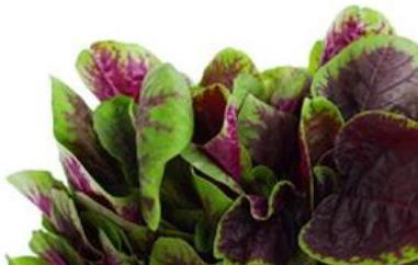 苋菜的功效与作用及禁忌 苋菜的功效与作用及禁忌营养价值