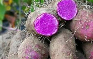 大薯有什么功效与作用 大薯有什么功效与作用及禁忌