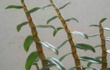 环草石斛的功效与作用（环草石斛的功效与作用是什么）