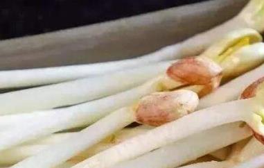 花生芽怎么发最快最好 花生芽怎么发最快最好黑豆芽