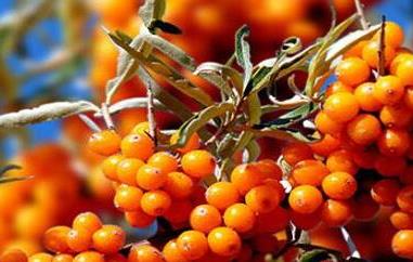 沙棘对女人的功效与作用（沙棘对女性的功效与作用）