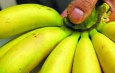 芭蕉的功效与作用 芭蕉树的功效与作用