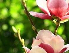 辛夷花的功效与作用（辛夷花的功效与作用及食用方法）