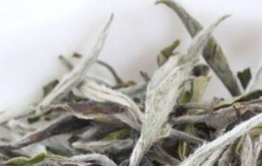 月光白茶的功效与作用 月光白茶有什么功效与作用