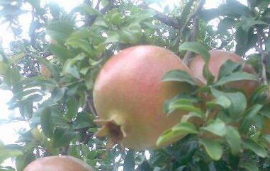 白石榴树和红石榴树的区别（石榴树和石榴花树的区别）