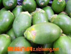 槟榔子 槟榔子图片