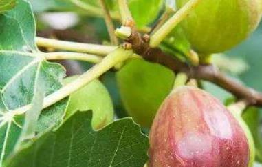 无花果皮可以吃吗(无花果皮可以吃吗?)