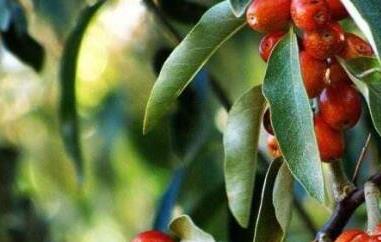 沙枣仁的功效与作用(沙枣仁的功效与作用及禁忌)