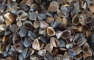 苦荞麦壳的功效与作用（黑苦荞麦壳的作用）