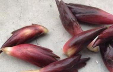 莲花姜的功效与作用（莲花姜的功效与作用是什么）