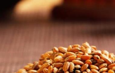 糙米茶的功效与作用（糙米茶的功效与作用及食用方法）