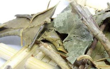 八角茶的功效与作用及药用价值 八角茶的功效与作用及药用价值禁忌