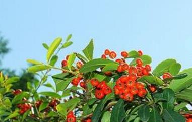 金棘红果粉的功效和作用 金棘红果粉是什么