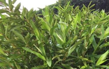 叠鞘石斛的功效与作用 叠鞘石斛的功效和作用