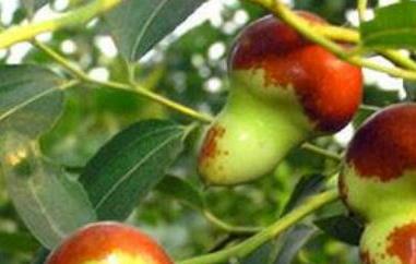 北京葫芦枣图片 葫芦枣价格